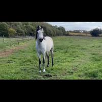 Cavallo