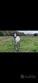Cavallo