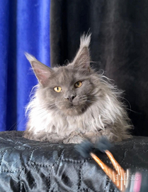Maine coon femmina
