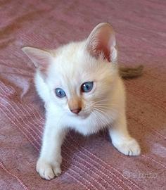 Gattini bengala disponibili