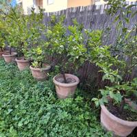 PIANTE DI LIMONI ULTRAVENTENNALI