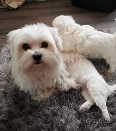 Maltese toy