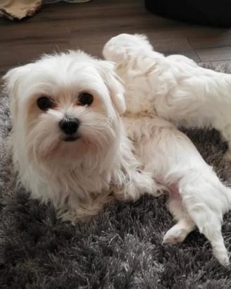 Maltese toy