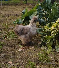 Polli ornamentali Animali In vendita a Arezzo