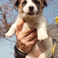 Jack Russell
