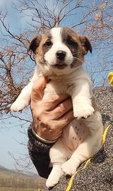 Jack Russell