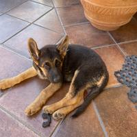 Cucciola pastore tedesco pura