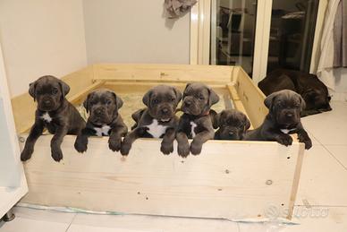 Cuccioli Cane Corso
