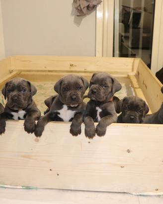 Cuccioli Cane Corso