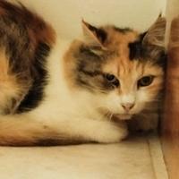 Micina Calico di 7 mesi - Biella-Salerno