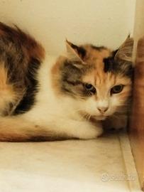 Micina Calico di 7 mesi - Biella-Salerno