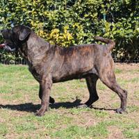 Cane corso per monta/accoppiamento