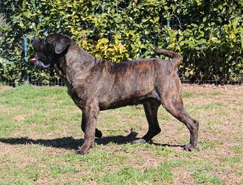 Cane corso per monta/accoppiamento