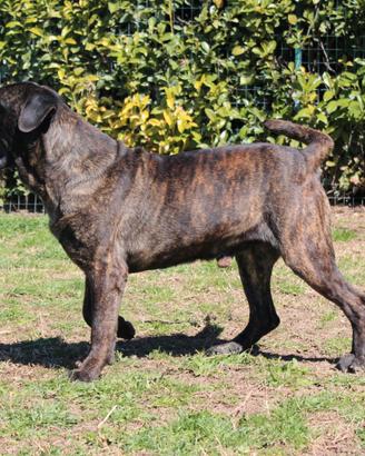 Cane corso per monta/accoppiamento