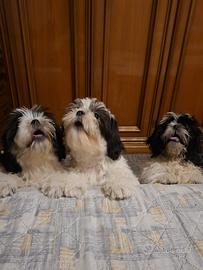Cuccioli di Shih Tzu