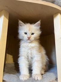 Maine Coon maschietto con Pedigree