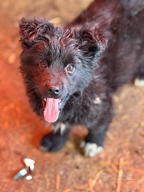 Barney, 4 mesi, taglia piccola, pelo lungo