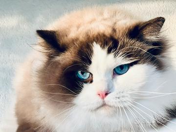 Splendido Gatto adulto razza ragdoll con pedigree