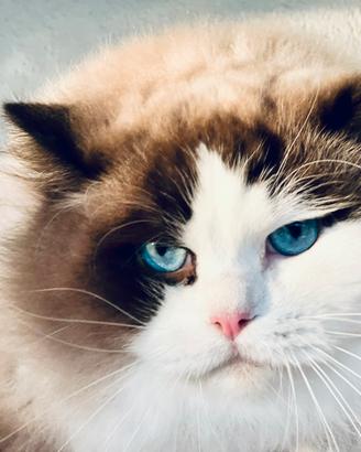 Splendido Gatto adulto razza ragdoll con pedigree