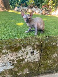 Femmina di gatto Sphynx