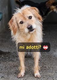 ZUCCHERO 6 ANNI 15 KG taglia media piccola