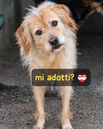 ZUCCHERO 6 ANNI 15 KG taglia media piccola