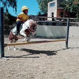 Pony da salto