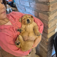 Cuccioli linea inglese disponibili