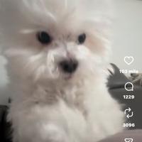 Cucciola di cane femmina in adozione