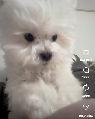 Cucciola di cane femmina in adozione