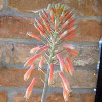 pianta Aloe Arborescens