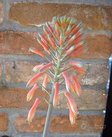 pianta Aloe Arborescens