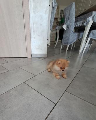 Spitz pomerania toy