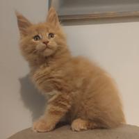 MAINECOON pedigree ANFI