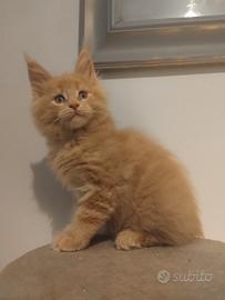 MAINECOON pedigree ANFI