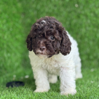 Lagotto romagnolo