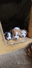 Jack russell