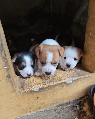 Jack russell