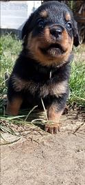 Cuccioli di Rottweiler
