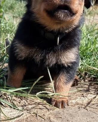 Cuccioli di Rottweiler