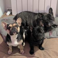 Cucciolo bulldog francese maschio