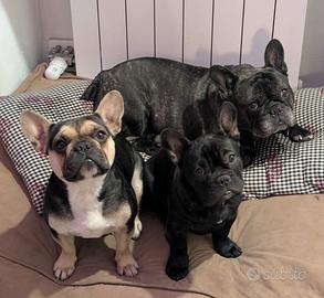 Cucciolo bulldog francese maschio