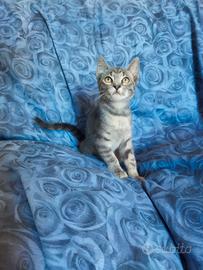 Gattino Simil Certosino