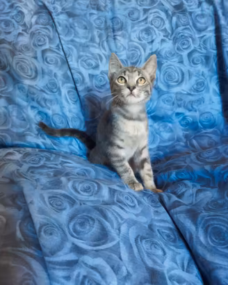 Gattino Simil Certosino