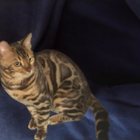 Gatto gattino cucciolo Bengala Maschio da Adottare