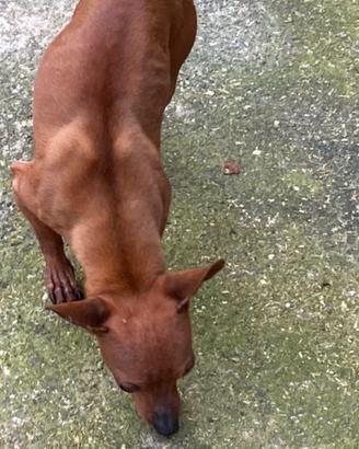 Pinscher