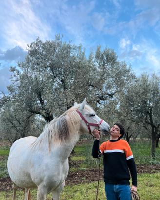 Cavalla docile