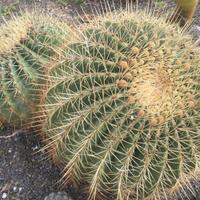 Cactus cuscino della suocera echinocactus grandis