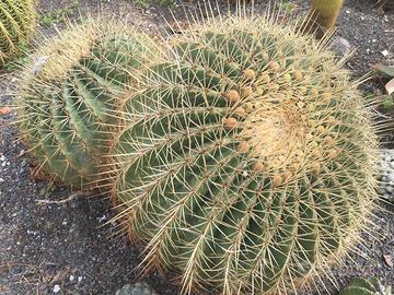 Cactus cuscino della suocera echinocactus grandis