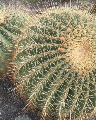 Cactus cuscino della suocera echinocactus grandis